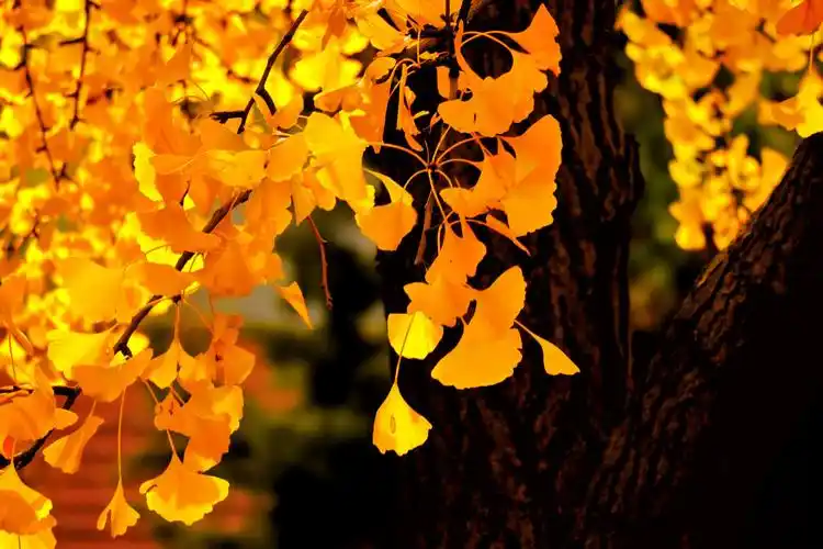 金色秋天金色大地风景如画(一)