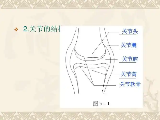 关节的结构 关节头 关节囊 关节腔 关节窝 关节软骨