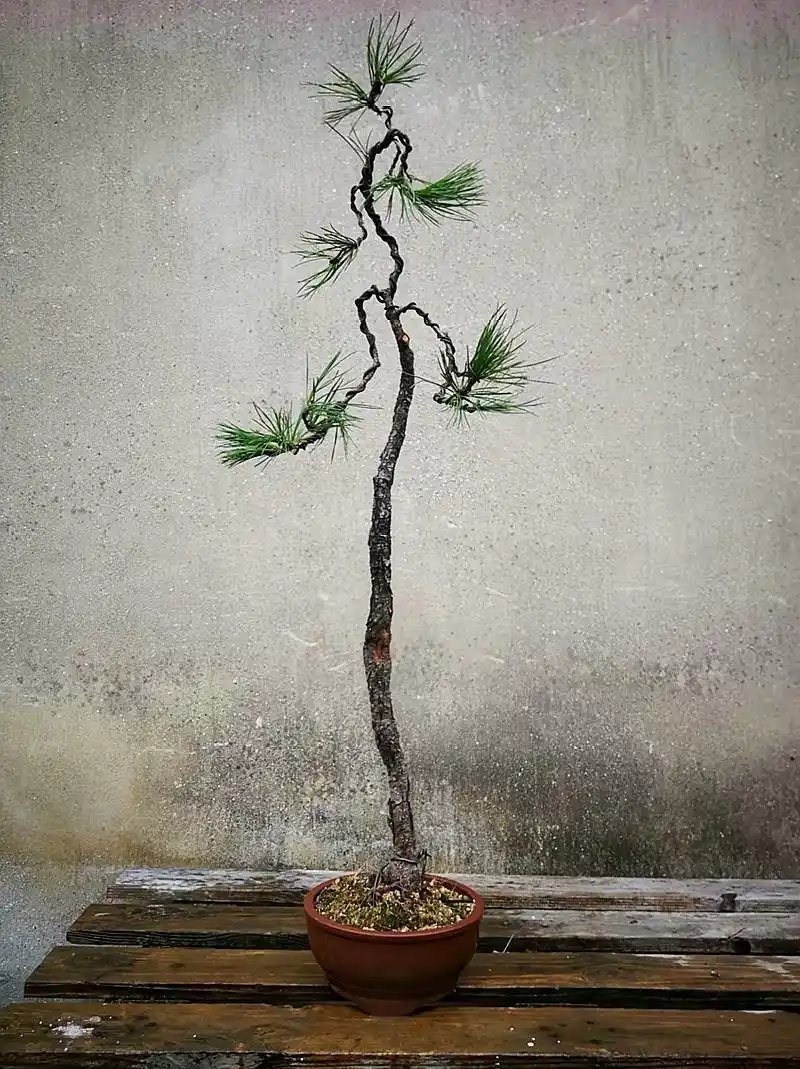 文人式黑松盆景,圆形的小花盆,加上鲜绿的苔藓铺面,过半的大垂枝,这