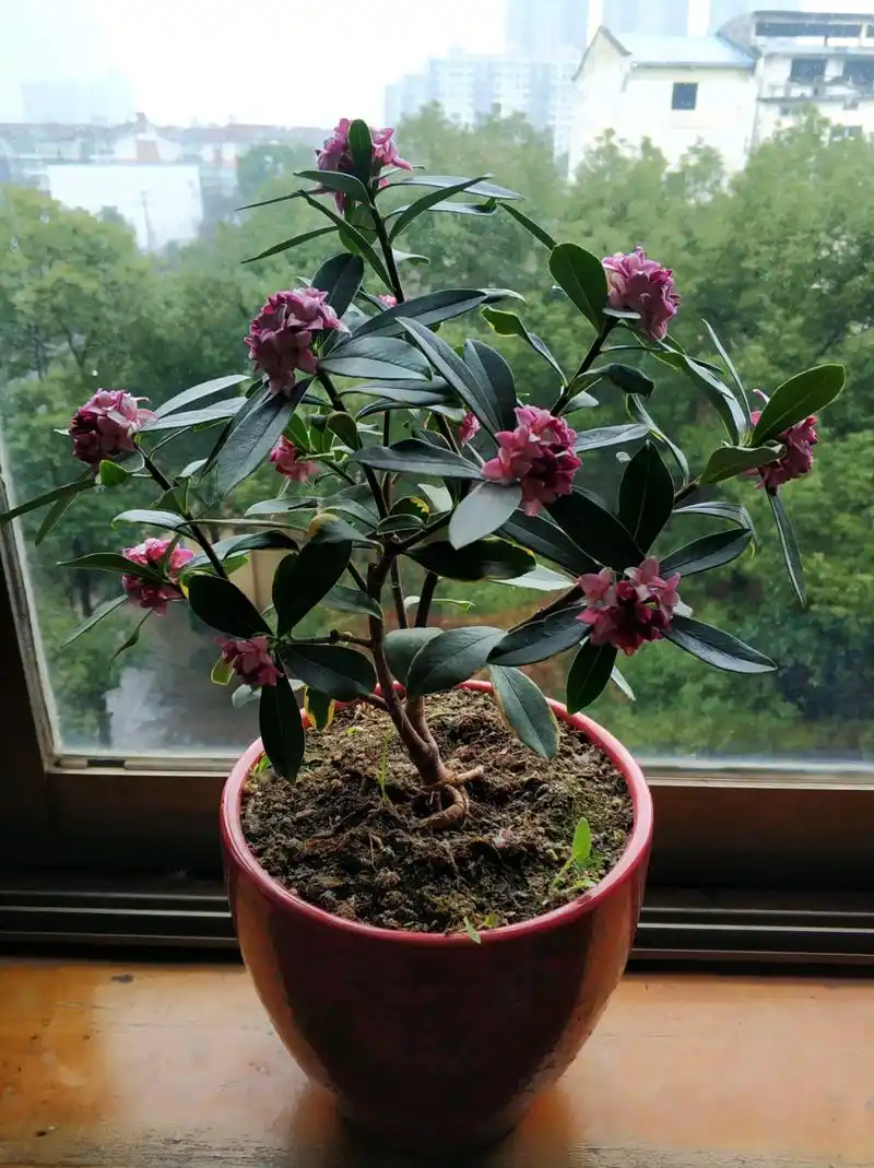 此种木本盆栽植物,花叶共赏,香气浓郁,好养易管理,还可做盆景