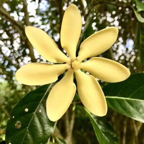 黄色的栀子花,香味特别好闻,比较少见,平时在我们家乡只见过白色的