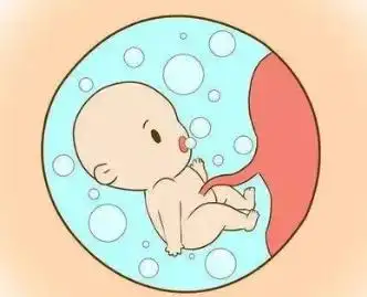 胎儿在母亲肚子里的生长过程2