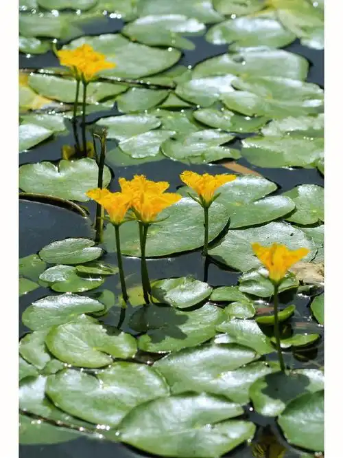 她就是诗经《关睢》里的植物,"参差荇菜,左右流之.参差荇菜,左右采之.