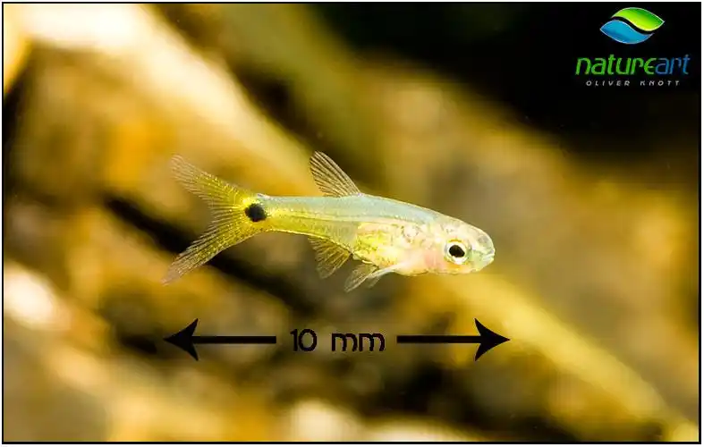 体长小于2厘米的迷你灯鱼浅介