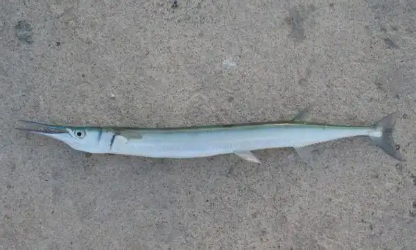 请问这是什么鱼?