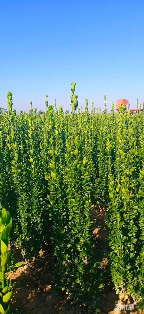 高度150厘米北海道黄杨