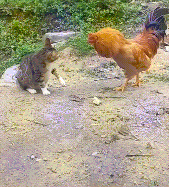 沙雕动图第767弹