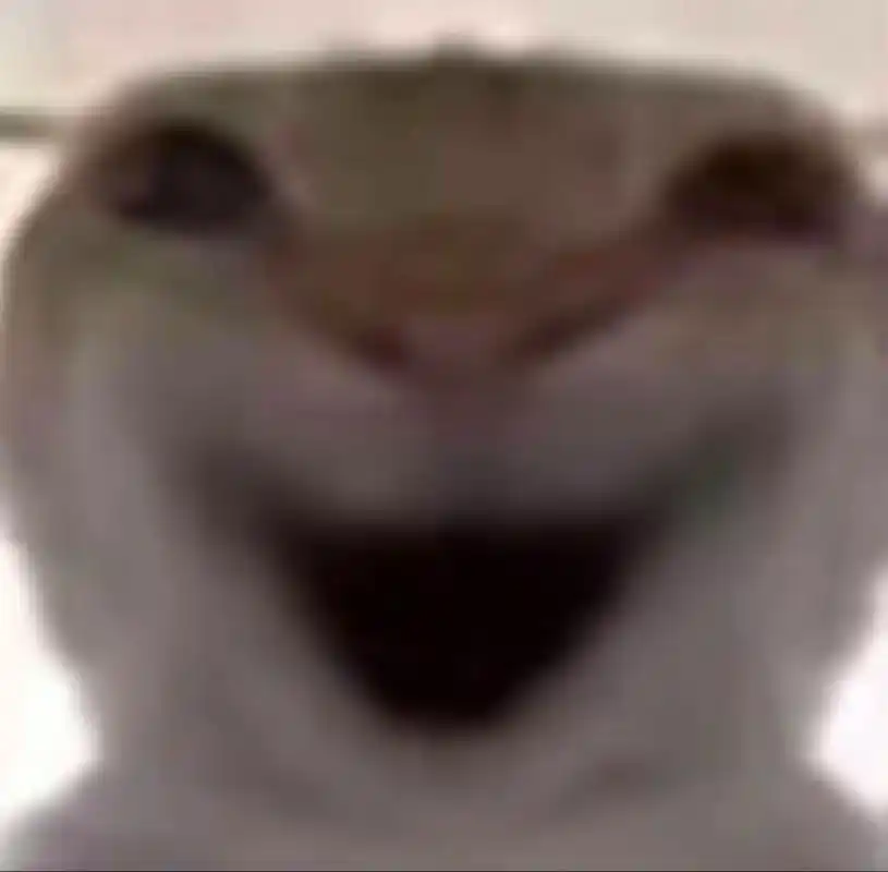 作者暂时只有这些其他的各位可以发在评论区#魔性猫咪表情包 - 抖音