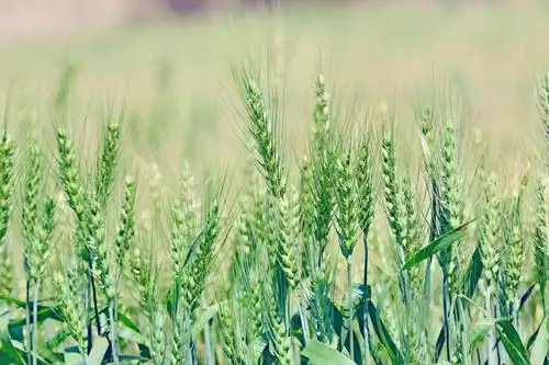 麦子成熟的季节,美丽的季节,原创摄影