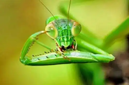 螳螂的咀嚼式口器