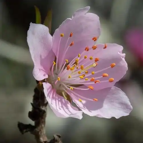 2022好看的桃花头像图片