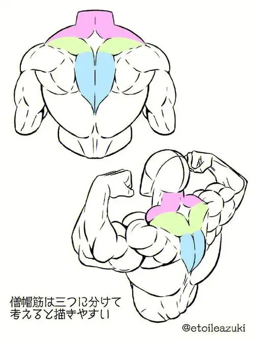 真的有用!一键学会男性上半身肌肉画法!!