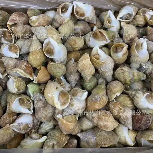 冷冻白螺 20斤/箱 白娥螺 黄螺 大海螺 熟冻白螺 刺身螺 大中码