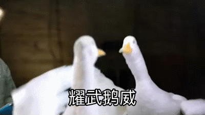 今天的鹅组(八组鹅专用表情包更新ing)