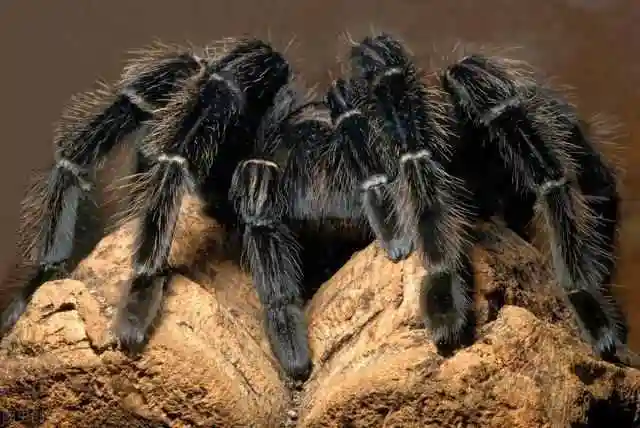 巨型食鸟蜘蛛(巨型蜘蛛捕食鸟)