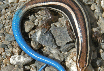 蓝尾巴的石龙子