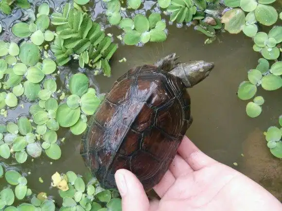 蝎泽蛋龟寿命 蝎泽蛋龟的寿命