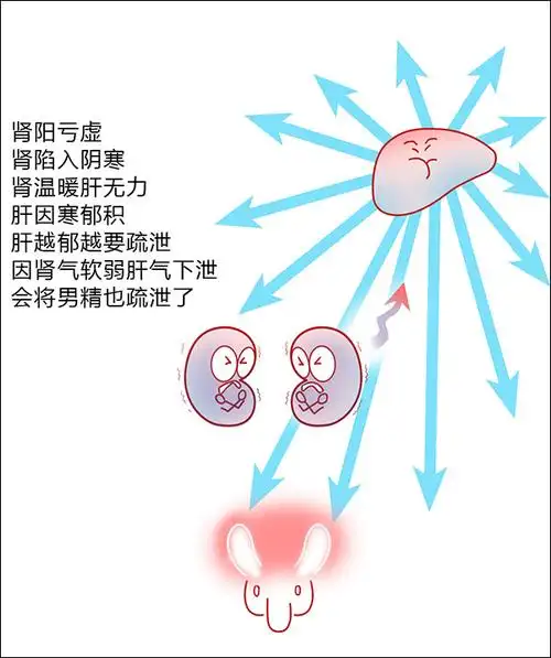 大漫中医女生不许看遗精不止是肾还有肝脾