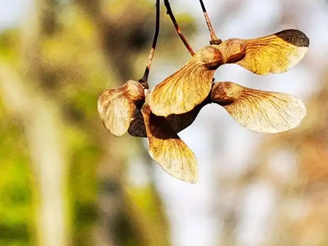 枫树的果子拍几张.