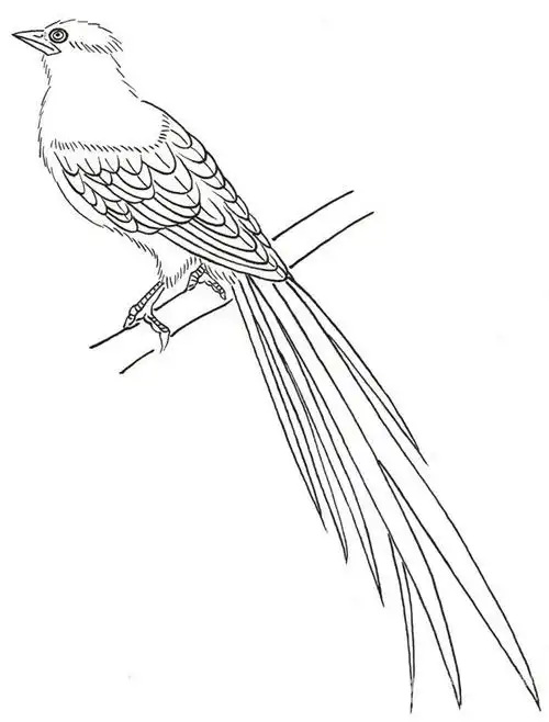 白描禽鸟蓝鹊的入门绘画教程