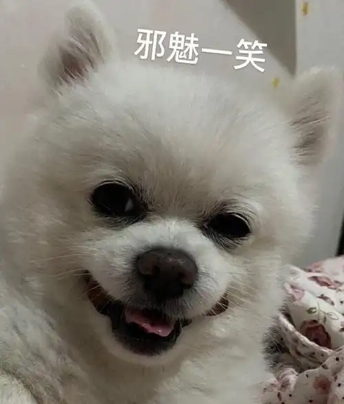 邪魅一笑狗狗表情包狗狗邪魅表情
