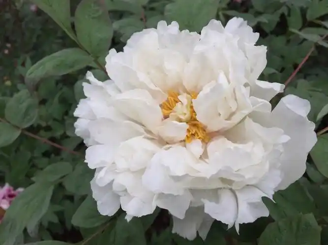 洛阳牡丹甲天下