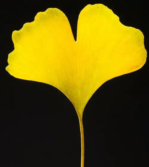 银杏树的叶子像什么(银杏树的叶子像什么最佳答案)