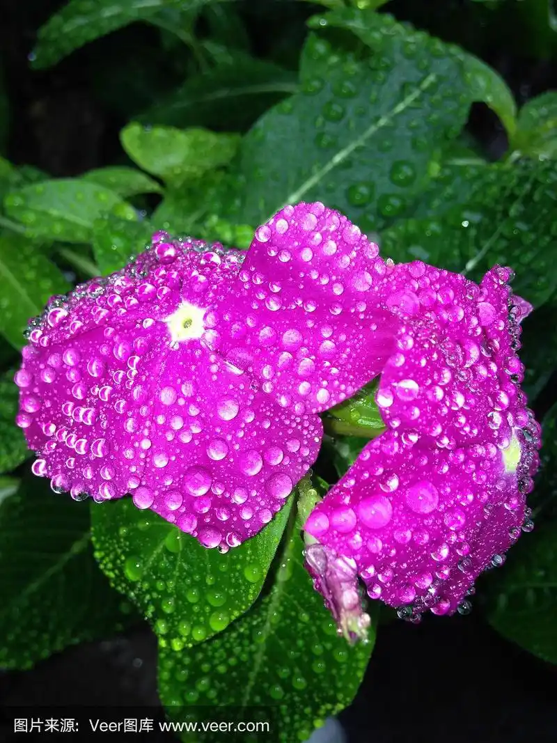 雨滴落在紫色的花朵上