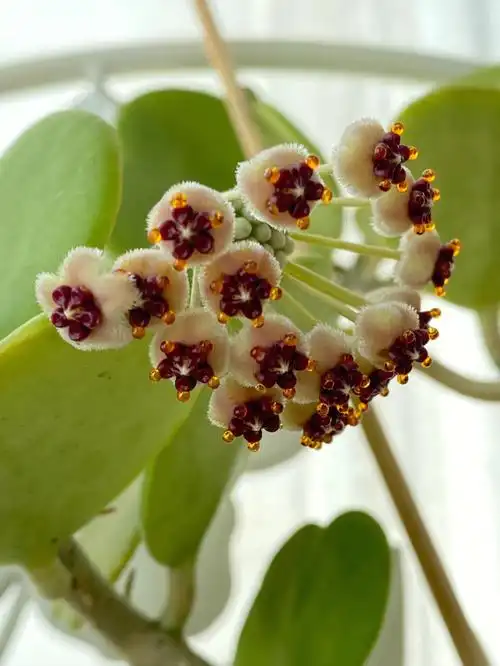 神奇的多肉花朵心叶球兰