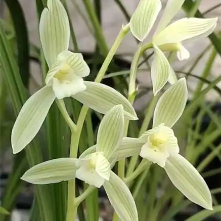 莲瓣兰《雪人》3苗一二路带芽 - 兰花交易网