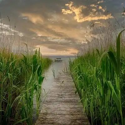 唯美风景头像随风起舞的芦苇图片