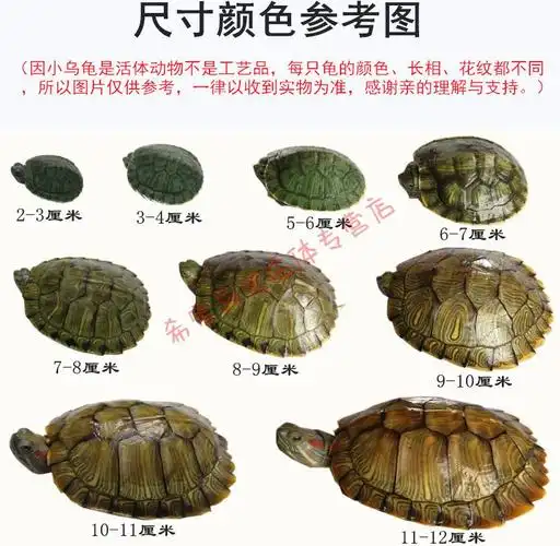 boussac可下蛋宠物小乌龟淡水两只巴西龟长寿龟黄金活物活体情侣网 6