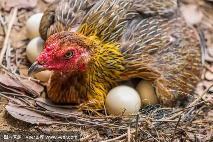 母鸡孵化.