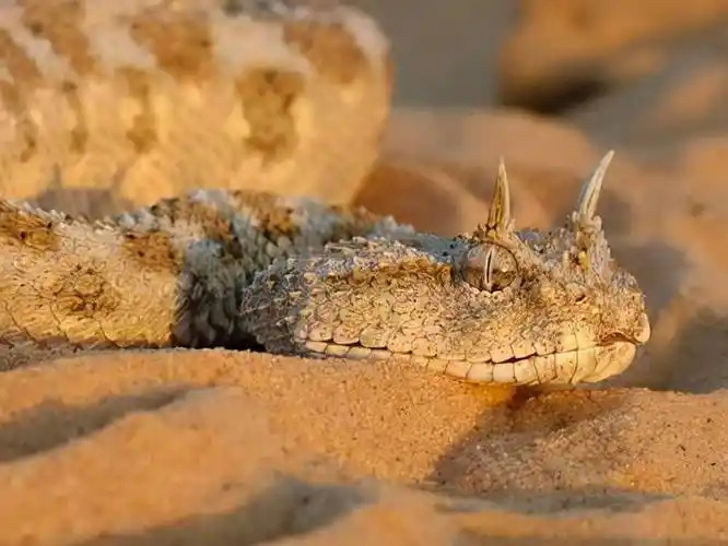 世界上长得最像龙的蛇_沙漠_天明_身躯