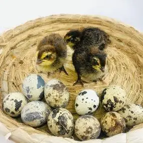 非洲黑鹌鹑种蛋