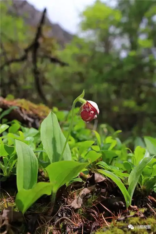 高清多图 | 四川最美的野生兰花,美到不可想象!