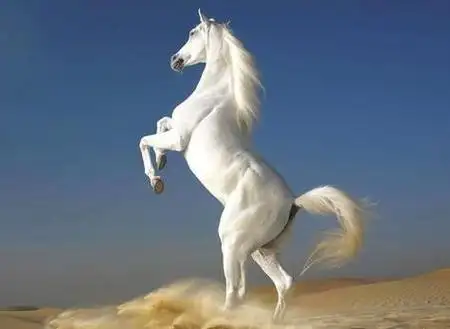 古代汗血宝马是什么意思(世界顶级汗血宝马是什么品种)-图7