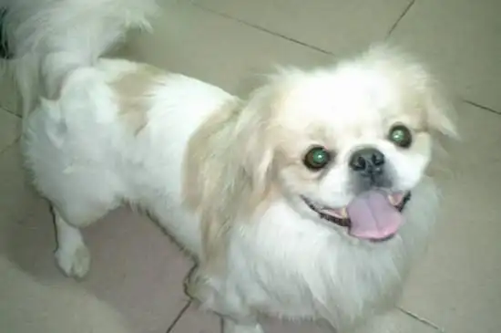 京巴串串狗的通病