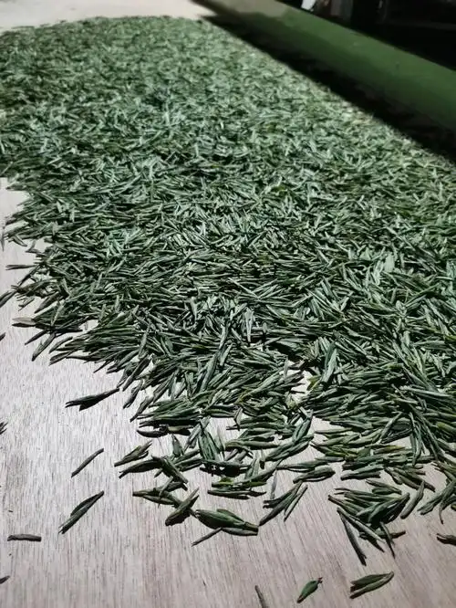 长兴紫笋茶头茶开采
