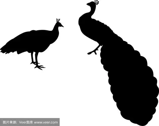 两只孔雀剪影的动物