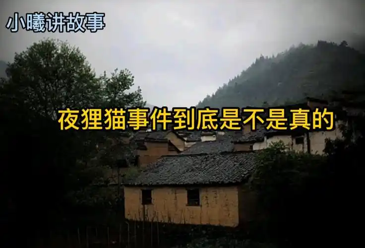 夜狸猫事件怎么回事,夜狸猫事件到底是不是真的_哔哩哔哩_bilibili