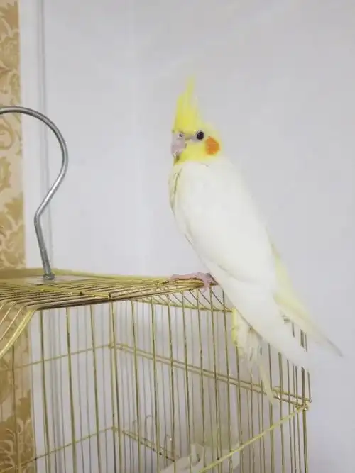 新入玄凤鹦鹉后背有一撮黑色毛是公鸡吗