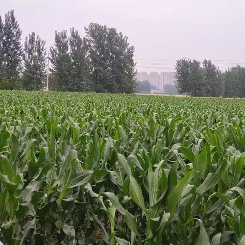 本地鲜玉米,普通黄玉米,老玉米