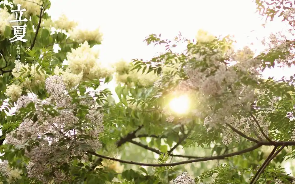 凉爽惬意立夏桌面壁纸