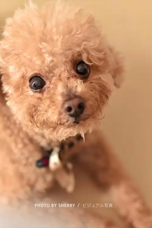 可爱的狗子叫圈圈