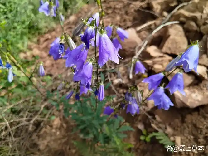 野生沙参,紫色喇叭花.