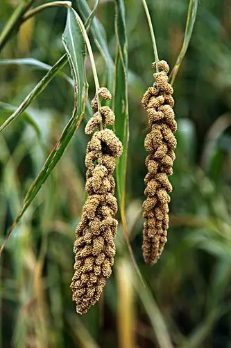 谷子,小米,农作物,粮食,五谷