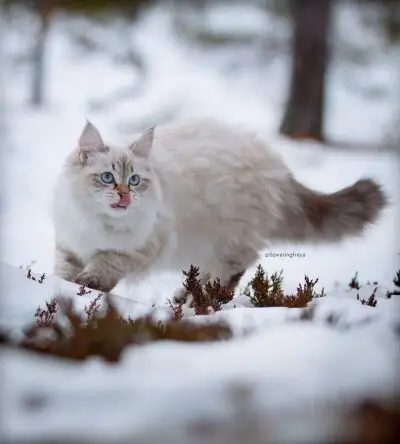 siberian 西伯利亚森林猫 ins:floweringfreya