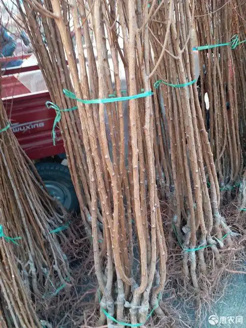 [金太阳杏树苗批发]金太阳杏树苗 价格3元/株 - 惠农网