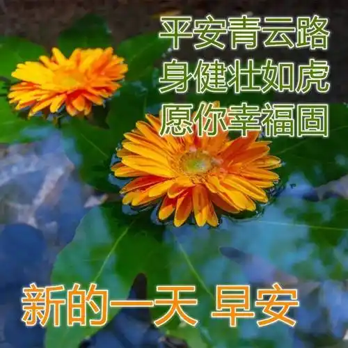 原创8张最新漂亮风景早安早上好图片带祝福语好看的早安问候祝福语